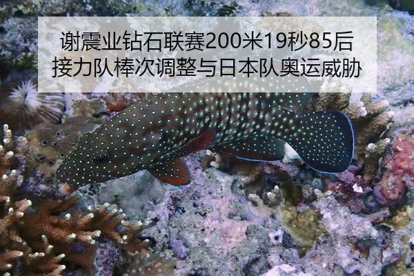 谢震业钻石联赛200米19秒85后接力队棒次调整与日本队奥运威胁
